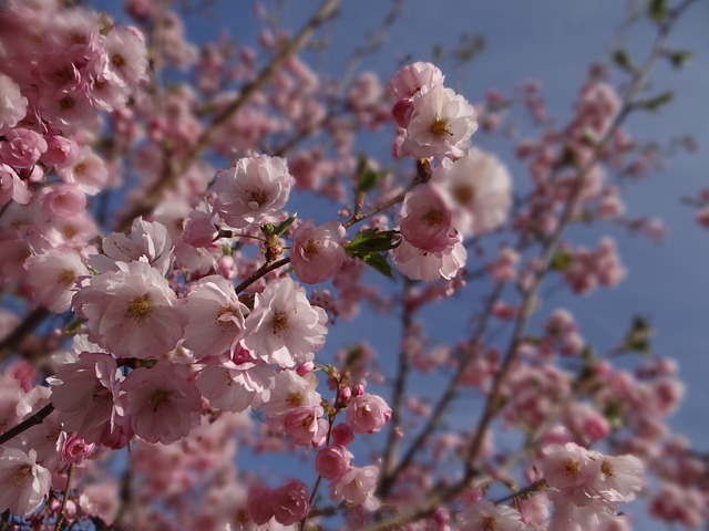 Spring Ornamental Cherry Garden
